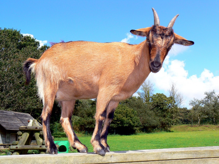 All About Nigerian Goats