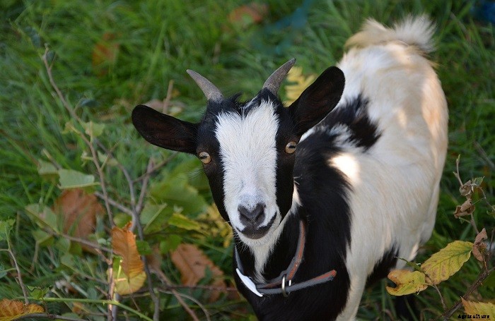 All About Nigerian Goats