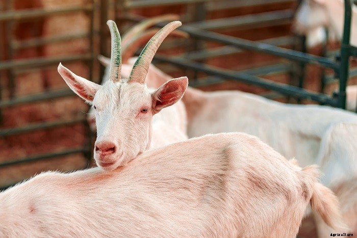Complete Guide on Dairy Goat Breeds