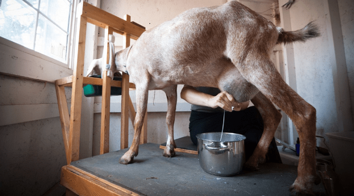 Complete Guide on Dairy Goat Breeds