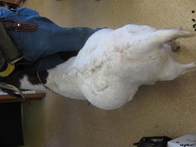 Goat Diseases And Sickness