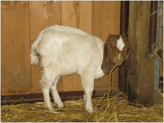 Goat Diseases And Sickness