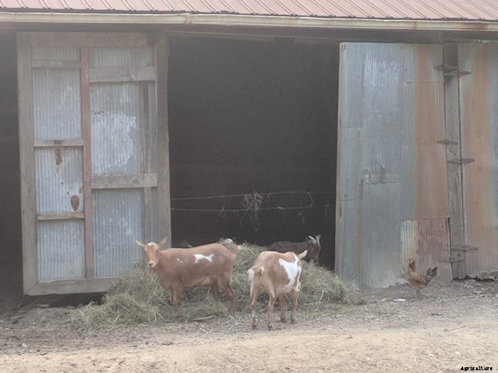 How To Properly Care For Your Goat