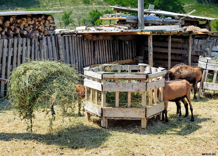 How To Properly Care For Your Goat