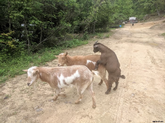 How To Properly Care For Your Goat