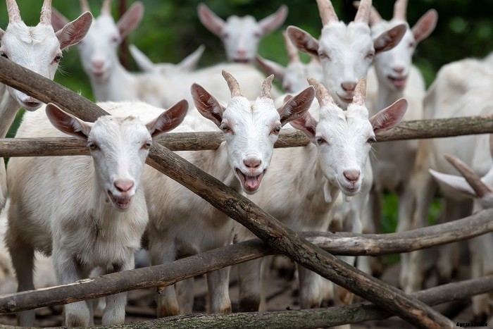 All You Need To Know About Goat Farming