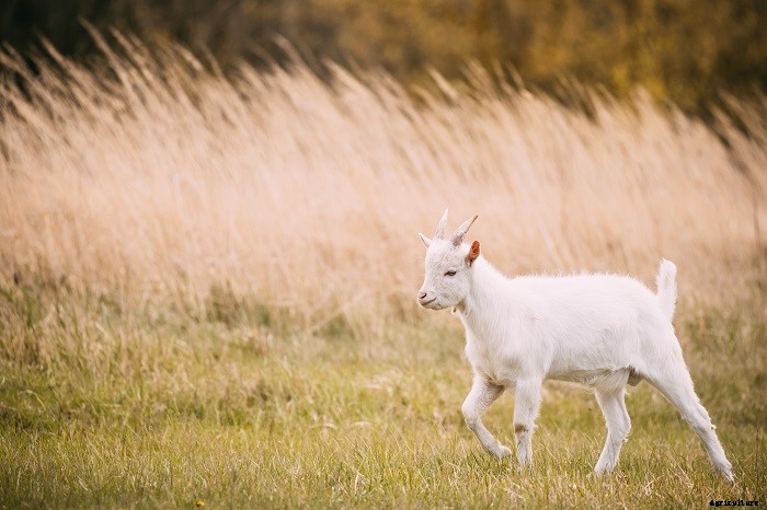 All You Need To Know About Goat Farming