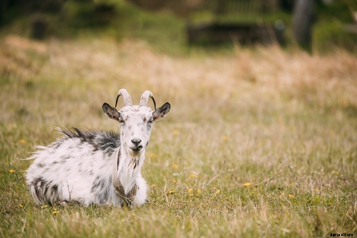 All You Need To Know About Goat Farming
