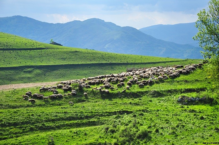 All You Need To Know About Goat Breeding