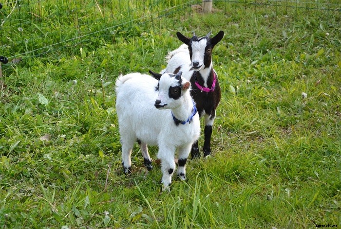 All You Need To Know About Goat Breeding