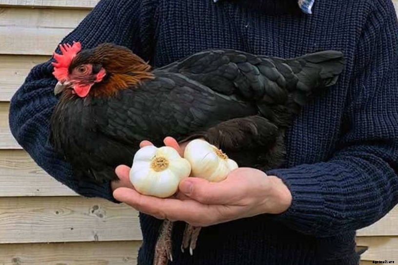 Can Chickens Eat Garlic? (Nutrition, Benefits & Feeding Tips)