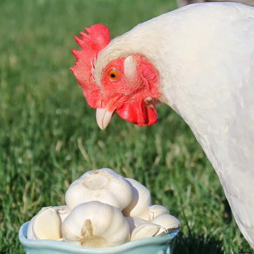 Can Chickens Eat Garlic? (Nutrition, Benefits & Feeding Tips)