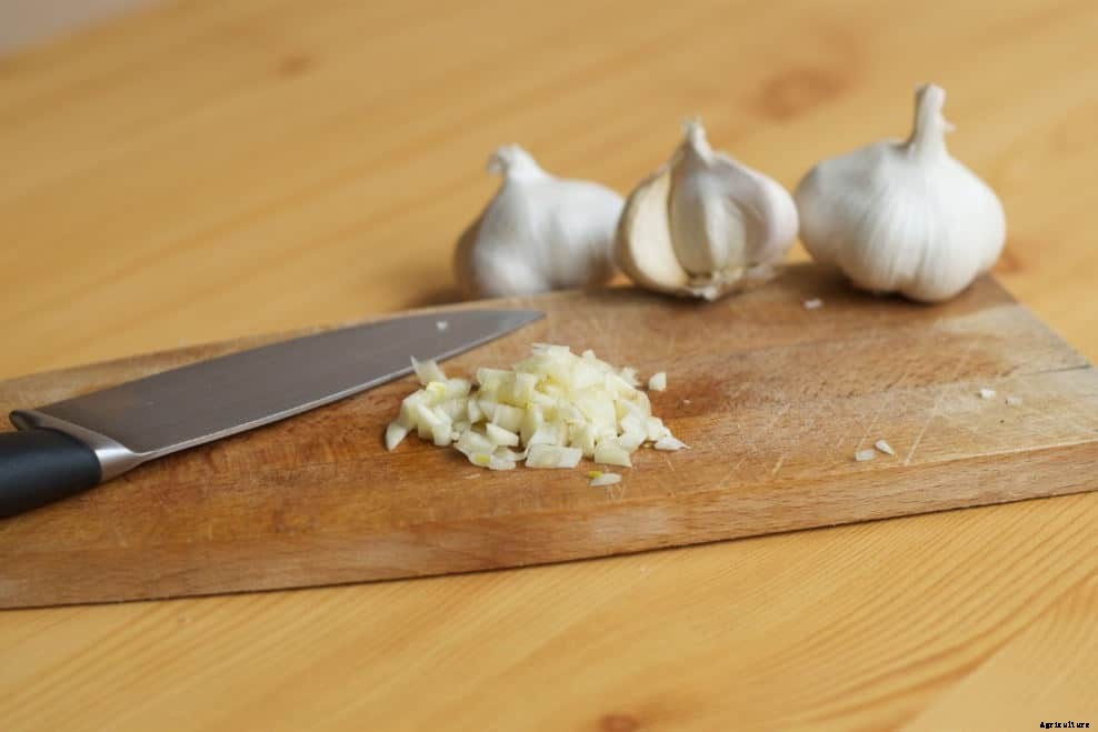 Can Chickens Eat Garlic? (Nutrition, Benefits & Feeding Tips)