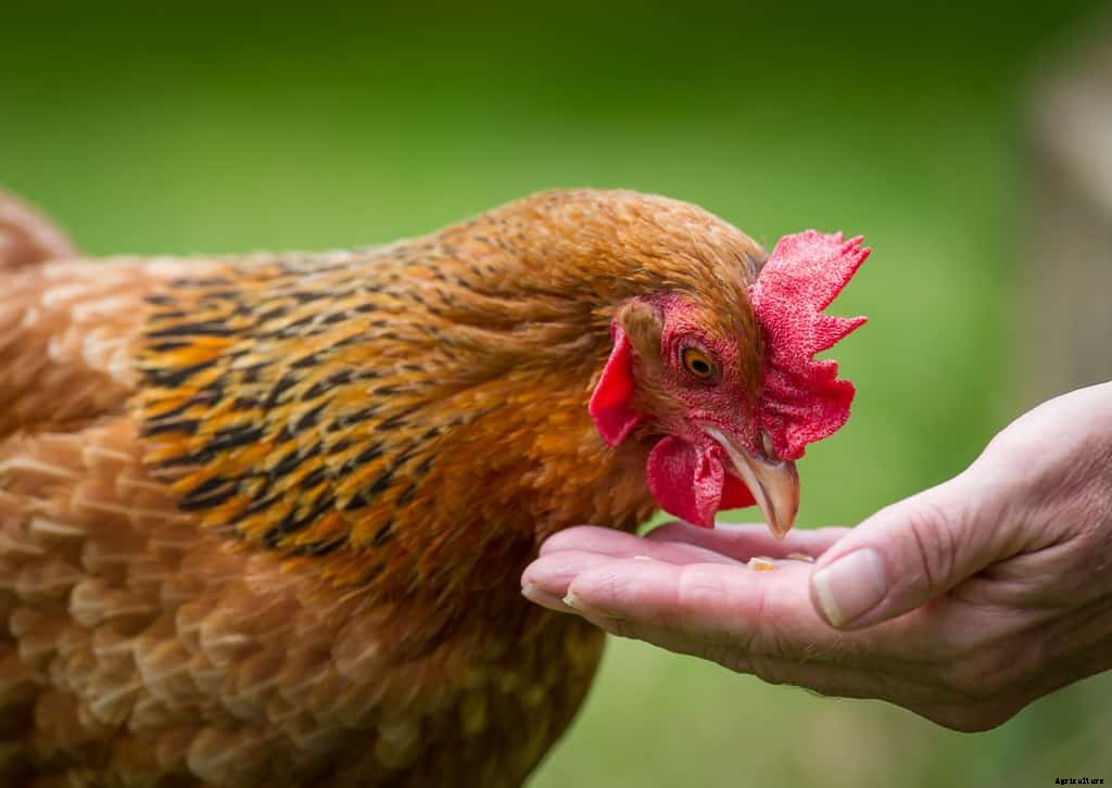 Can Chickens Eat Garlic? (Nutrition, Benefits & Feeding Tips)