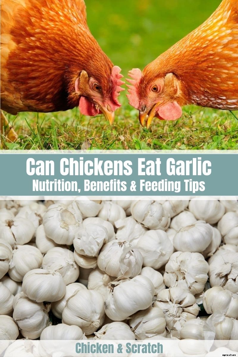 Can Chickens Eat Garlic? (Nutrition, Benefits & Feeding Tips)