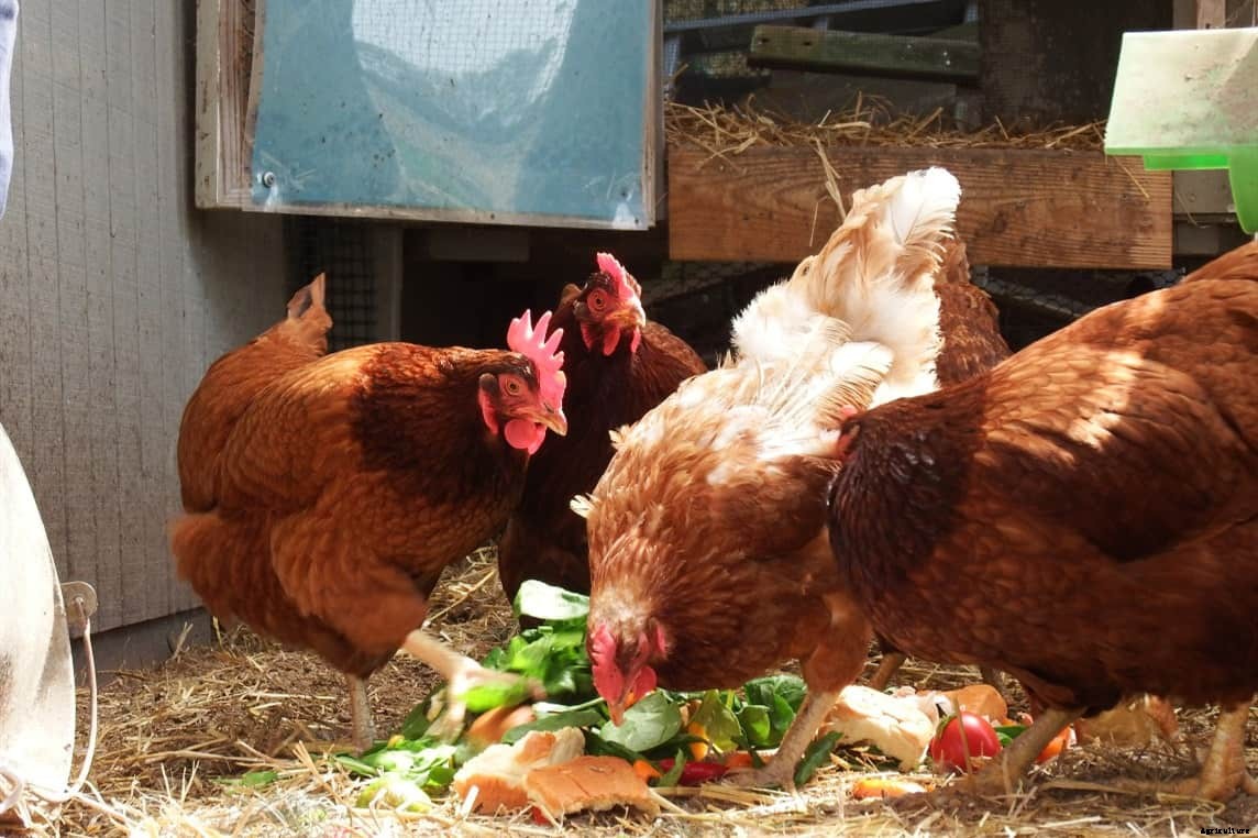 Can Chickens Eat Rhubarb? (Nutrition, Benefits & Feeding Tips)