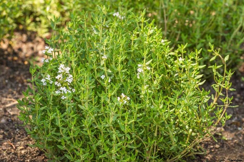 Can Chickens Eat Rhubarb? (Nutrition, Benefits & Feeding Tips)