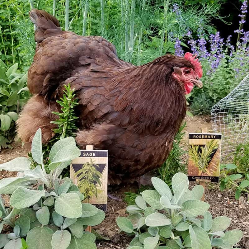 Can Chickens Eat Rhubarb? (Nutrition, Benefits & Feeding Tips)