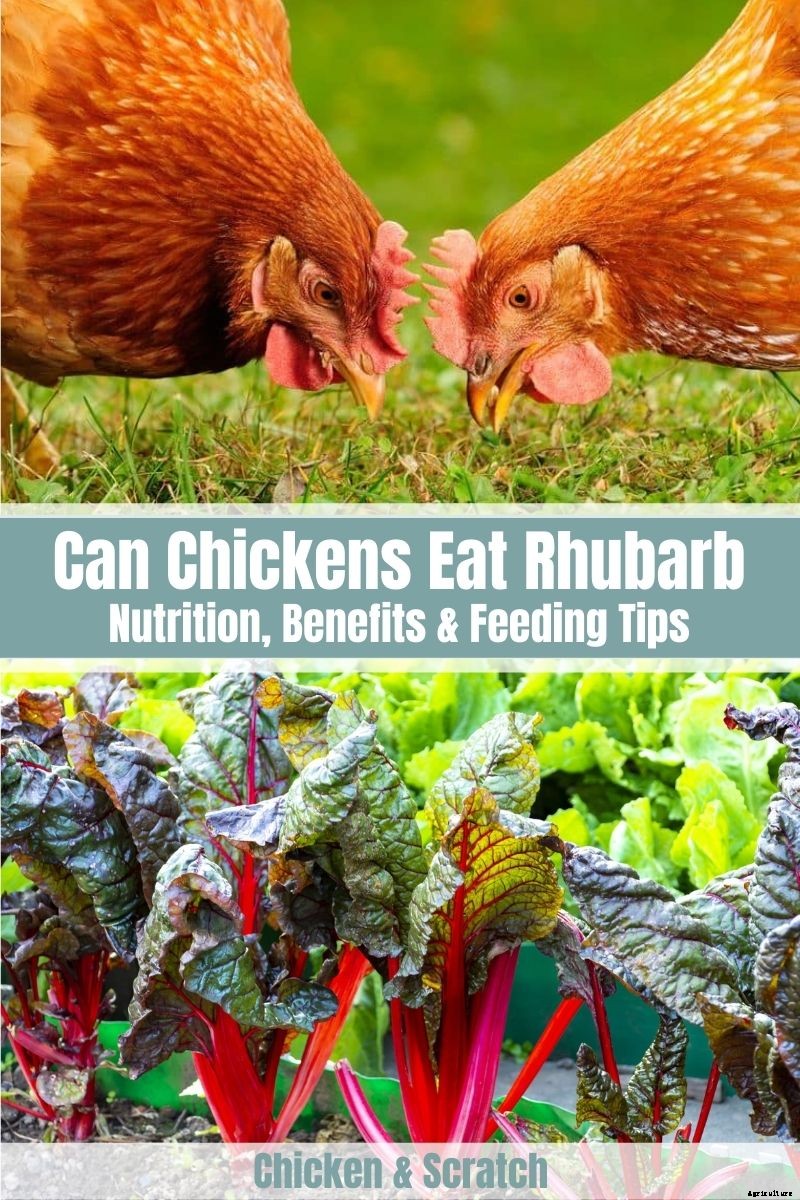 Can Chickens Eat Rhubarb? (Nutrition, Benefits & Feeding Tips)