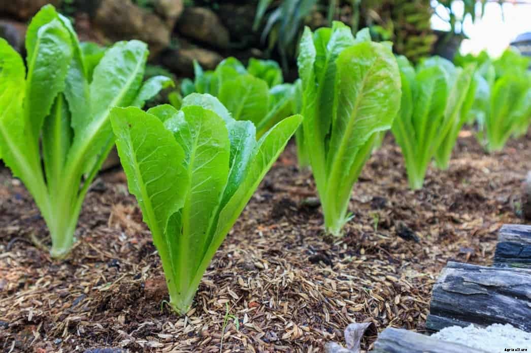 Can Chickens Eat Romaine Lettuce? (Nutrition, Benefits and Feeding Tips)
