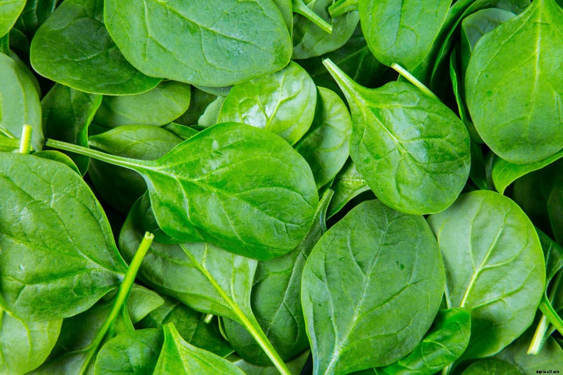 Can Chickens Eat Romaine Lettuce? (Nutrition, Benefits and Feeding Tips)