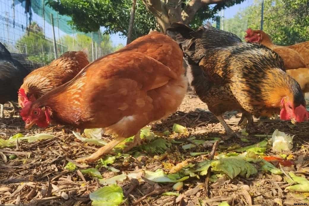 Can Chickens Eat Romaine Lettuce? (Nutrition, Benefits and Feeding Tips)