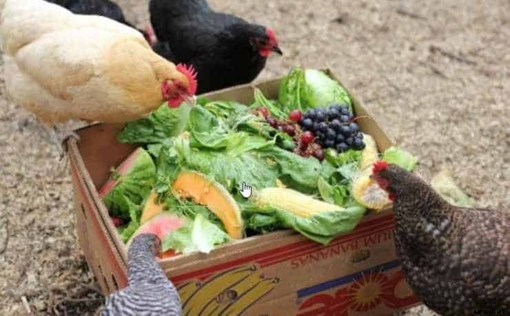 Can Chickens Eat Romaine Lettuce? (Nutrition, Benefits and Feeding Tips)