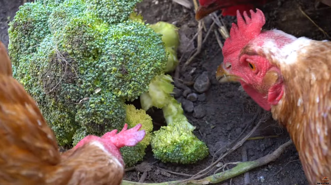 Can Chickens Eat Romaine Lettuce? (Nutrition, Benefits and Feeding Tips)