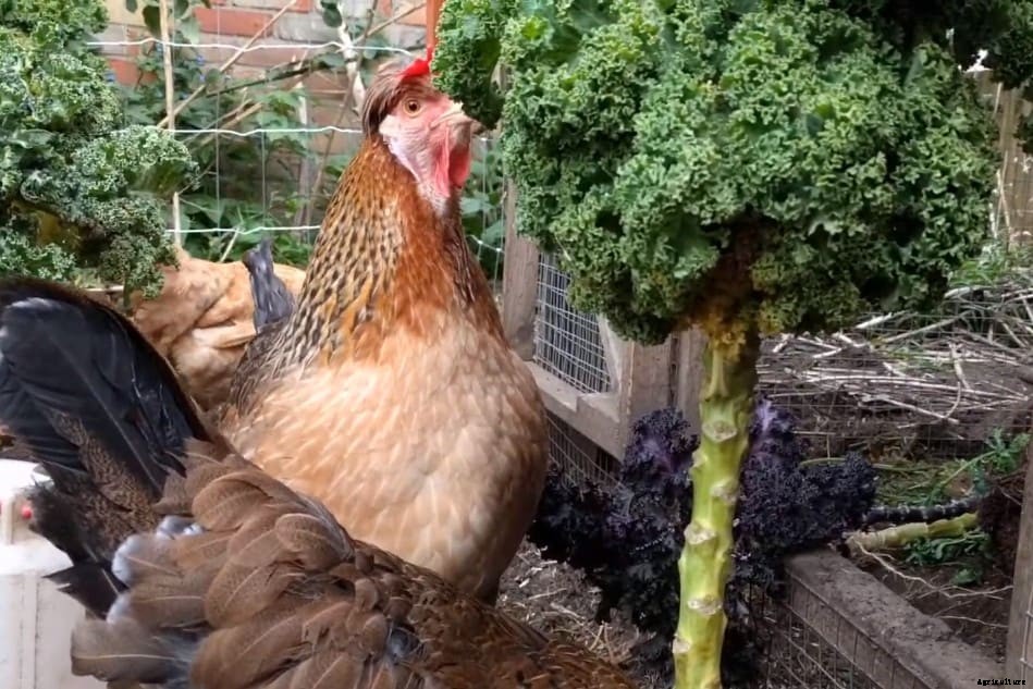 Can Chickens Eat Romaine Lettuce? (Nutrition, Benefits and Feeding Tips)