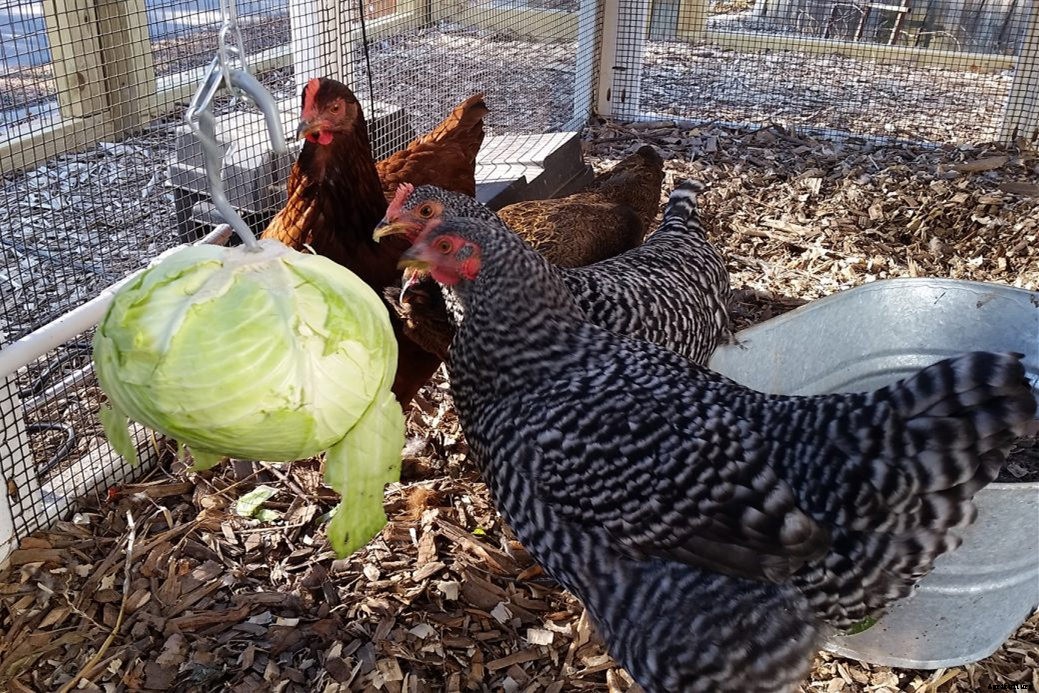 Can Chickens Eat Romaine Lettuce? (Nutrition, Benefits and Feeding Tips)