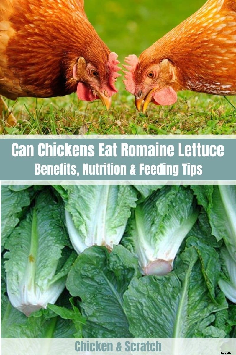 Can Chickens Eat Romaine Lettuce? (Nutrition, Benefits and Feeding Tips)
