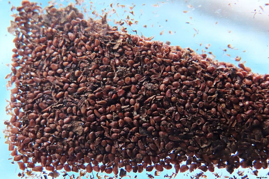 Can Chickens Eat Figs? (Benefits, Nutrition and Feeding Tips)