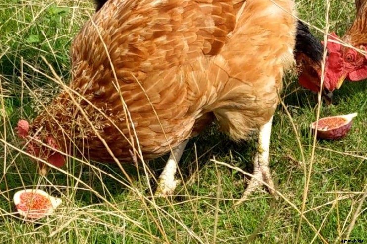 Can Chickens Eat Figs? (Benefits, Nutrition and Feeding Tips)