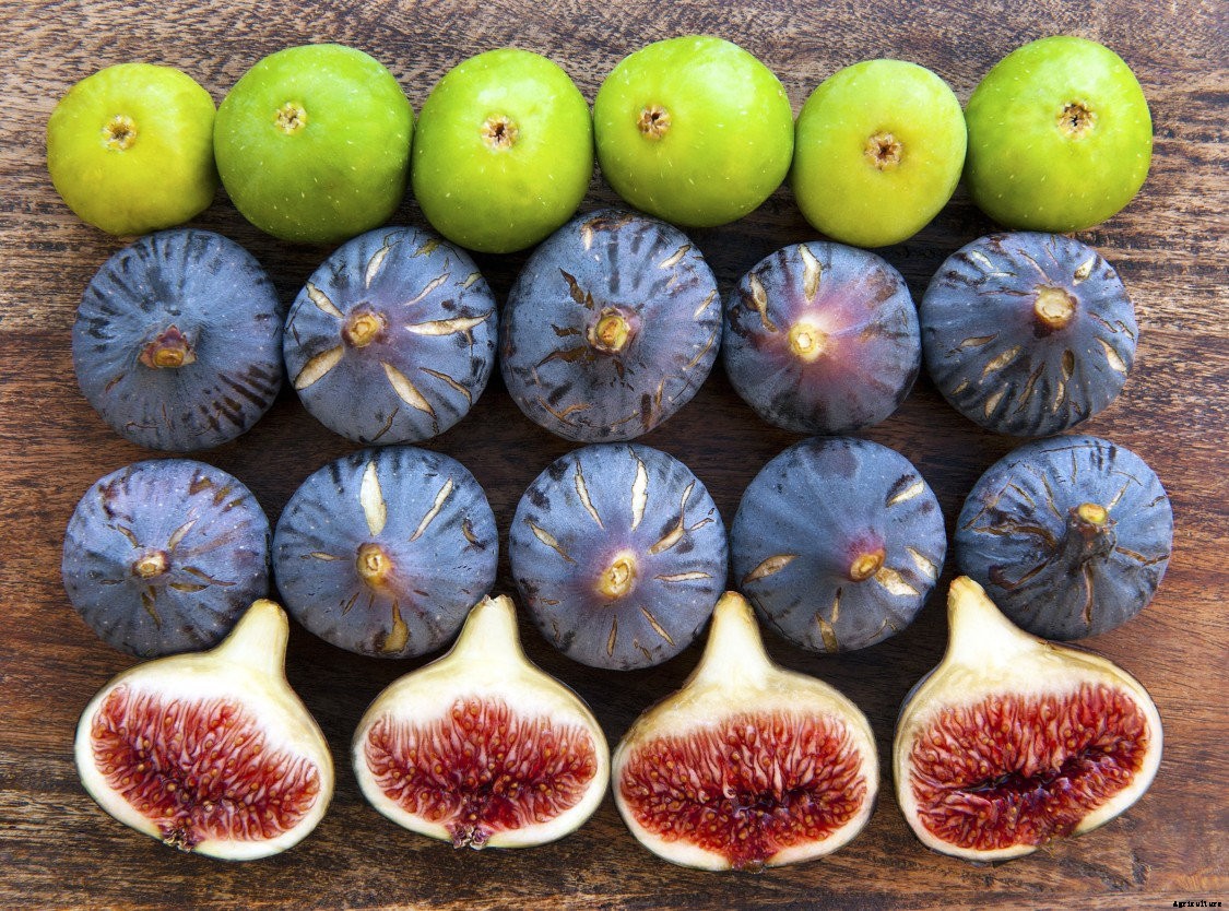 Can Chickens Eat Figs? (Benefits, Nutrition and Feeding Tips)