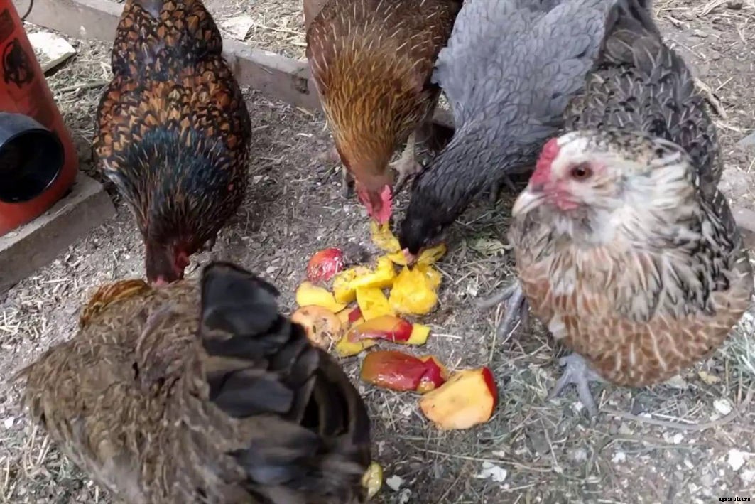 Can Chickens Eat Figs? (Benefits, Nutrition and Feeding Tips)