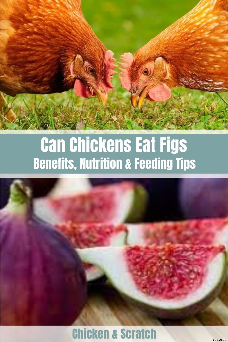Can Chickens Eat Figs? (Benefits, Nutrition and Feeding Tips)