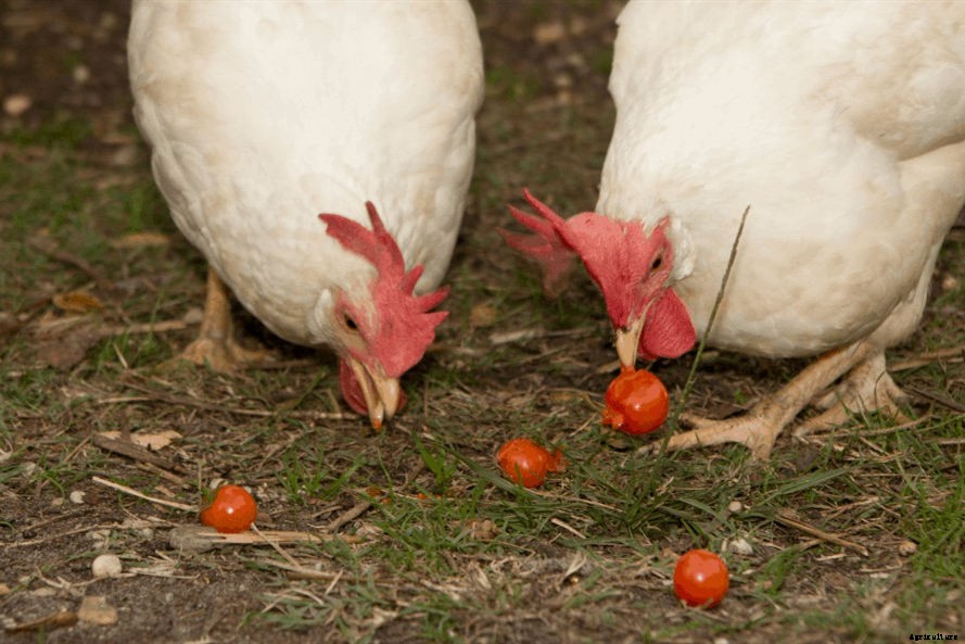 Can Chickens Eat Figs? (Benefits, Nutrition and Feeding Tips)