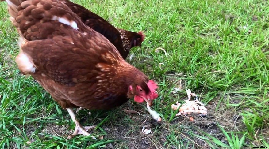 Can Chickens Eat Shrimps? (Nutrition, Benefits & Feeding Tips)