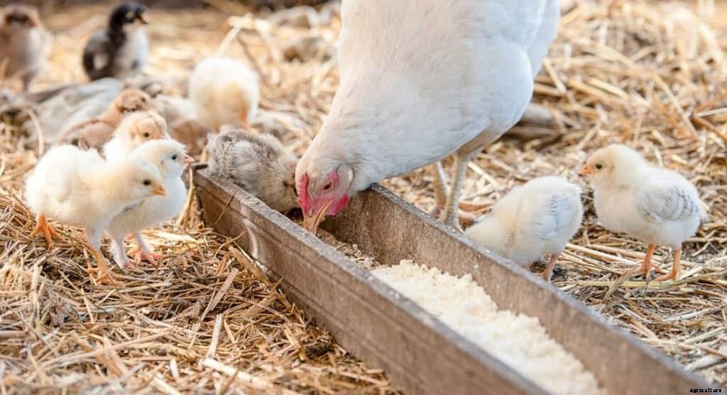 Can Chickens Eat Shrimps? (Nutrition, Benefits & Feeding Tips)