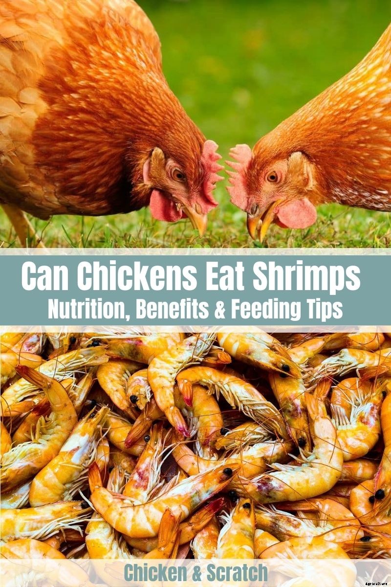 Can Chickens Eat Shrimps? (Nutrition, Benefits & Feeding Tips)