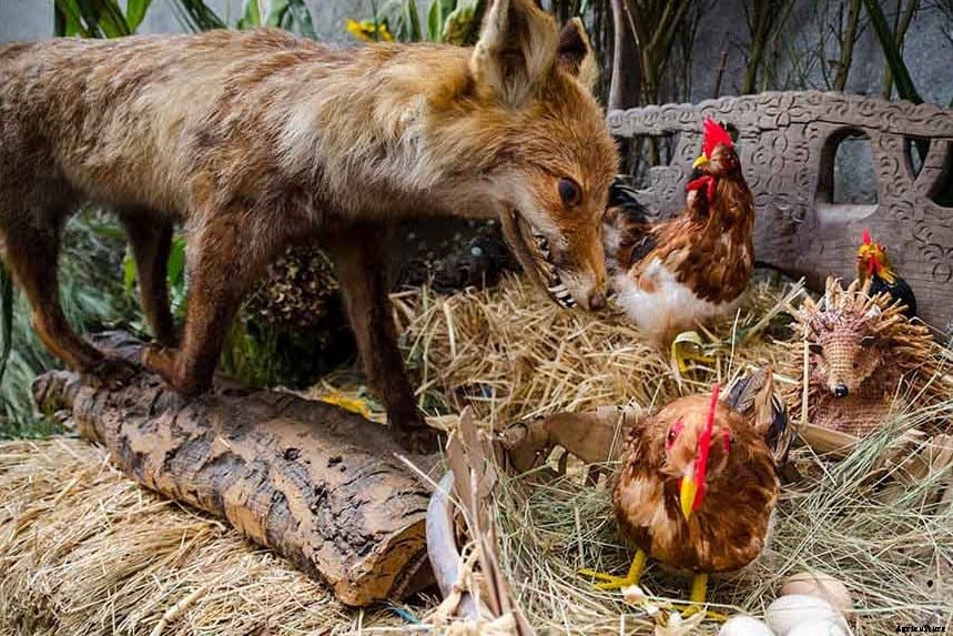 5 Tips To Keep Foxes Away From Chickens