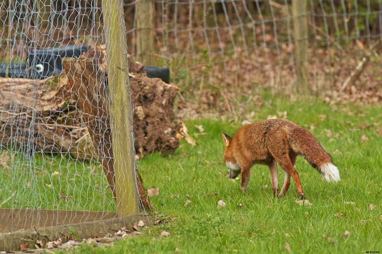 5 Tips To Keep Foxes Away From Chickens