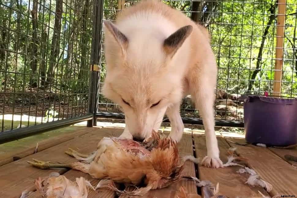 5 Tips To Keep Foxes Away From Chickens