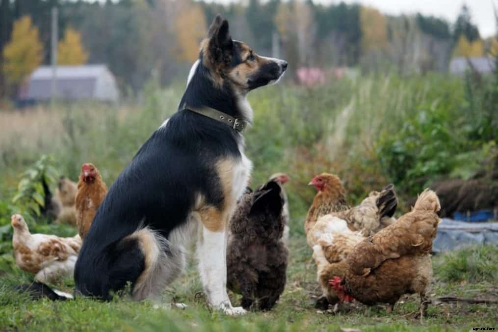 5 Tips To Keep Foxes Away From Chickens