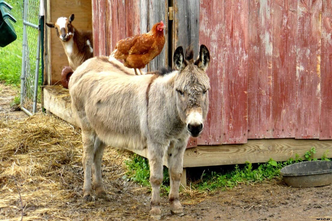 5 Tips To Keep Foxes Away From Chickens