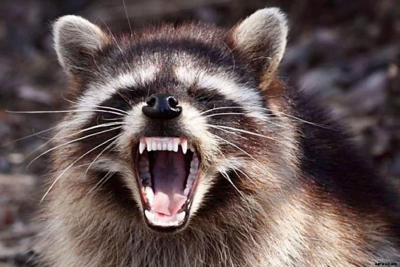 5 Tips To Keep Foxes Away From Chickens