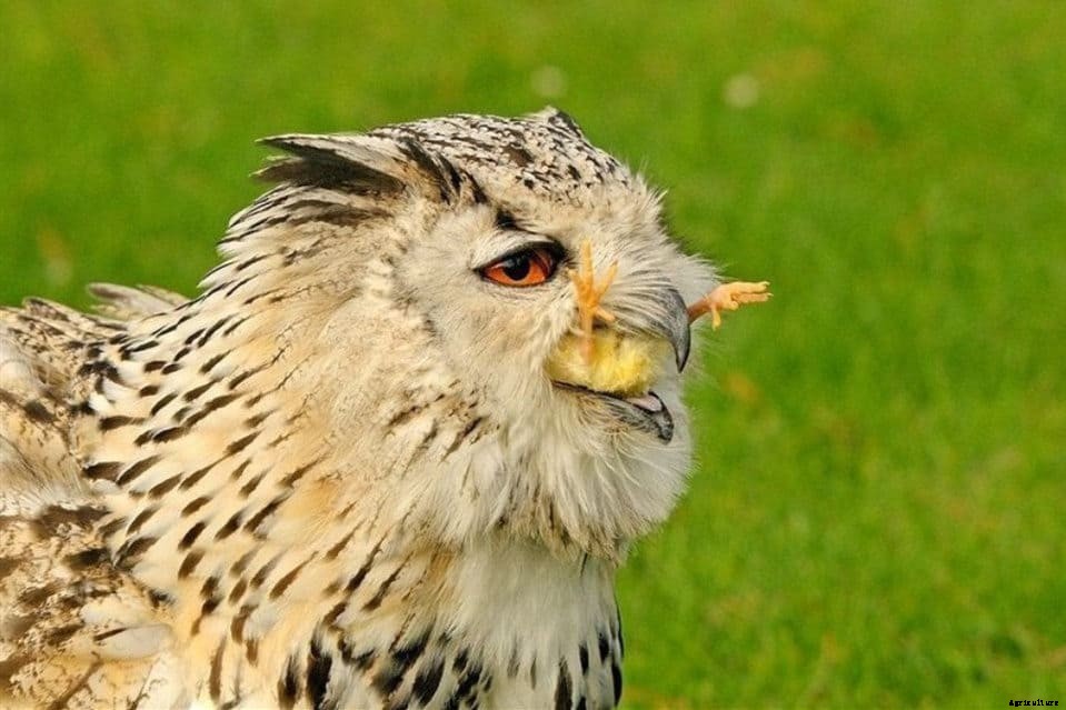 5 Tips To Keep Foxes Away From Chickens