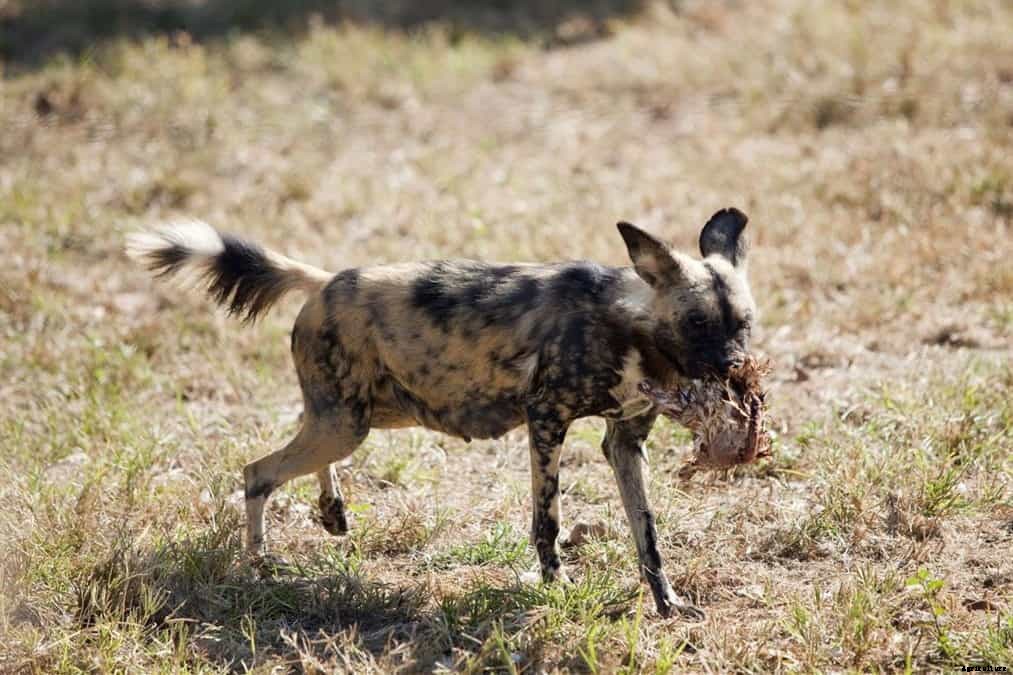 5 Tips To Keep Foxes Away From Chickens