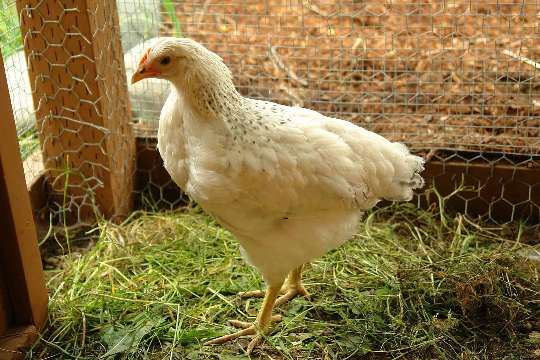 When To Buy Chickens? (Period, Signs Of Healthy Chickens, Breeding Tips)