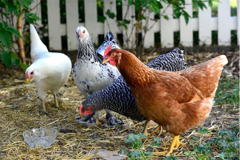 When To Buy Chickens? (Period, Signs Of Healthy Chickens, Breeding Tips)